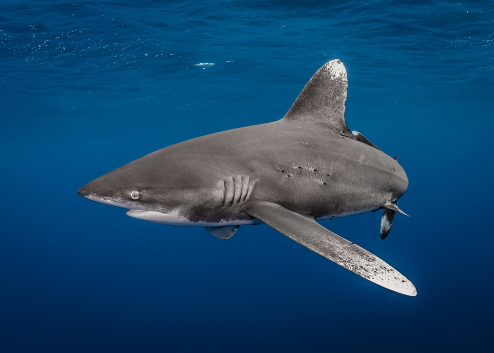 Historic Victory for Sharks as Oceanic Whitetips Upgraded to Appendix I at CITES Banning International Trade